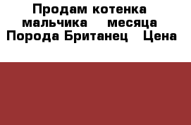 Продам котенка (мальчика) 2 месяца! Порода Британец › Цена ­ 3 000 - Краснодарский край, Краснодар г. Животные и растения » Кошки   